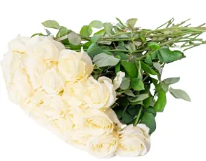 Bukiet białych róż Sympatia