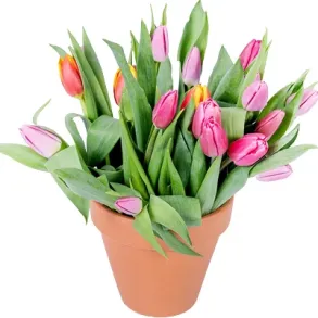 Tulipany w naczyniu
